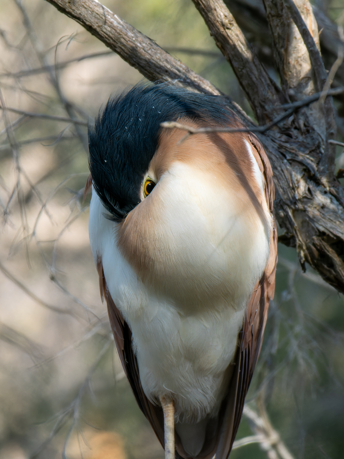 Click image for larger version

Name:	NankeenNightHeron-1.jpg
Views:	80
Size:	1.16 MB
ID:	938269