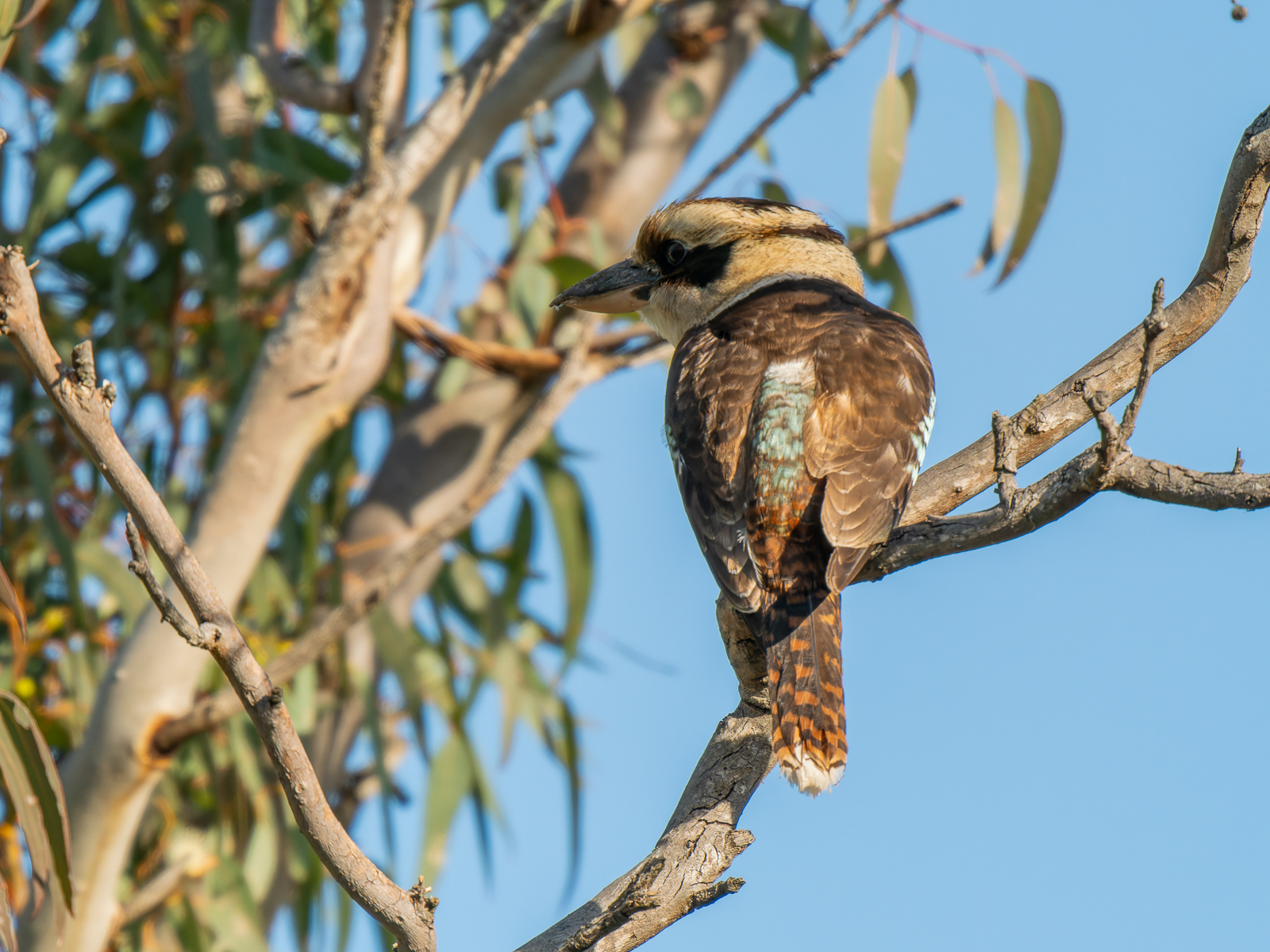 Click image for larger version

Name:	Kookaburra-1.jpg
Views:	75
Size:	1.12 MB
ID:	938270