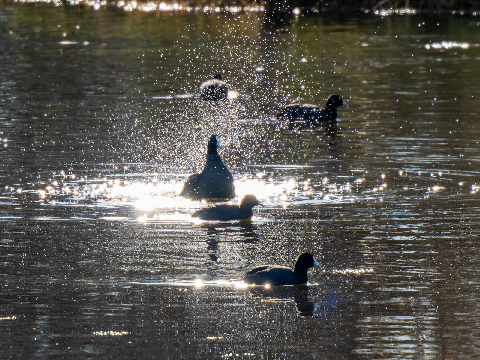 Click image for larger version

Name:	CootShower-1.jpg
Views:	78
Size:	1.95 MB
ID:	938271