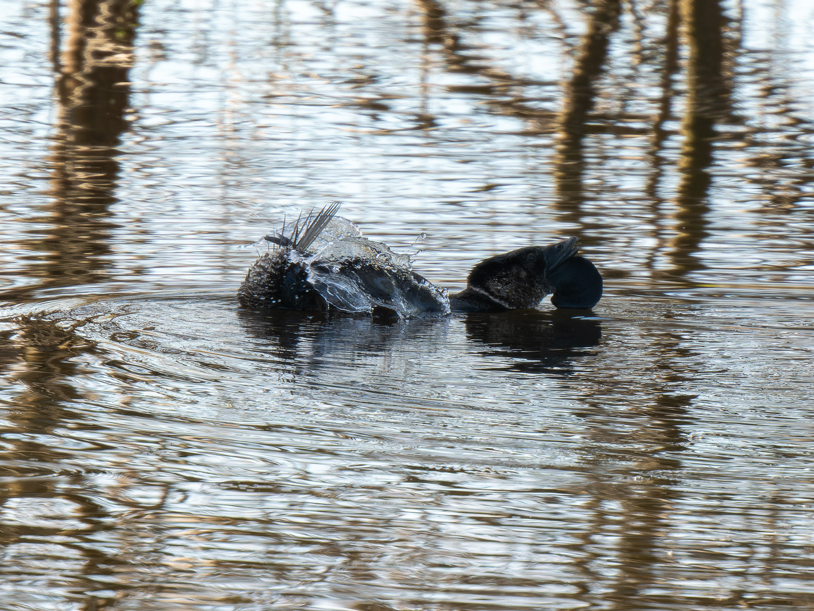 Click image for larger version

Name:	MuskDuck-1.jpg
Views:	80
Size:	1.81 MB
ID:	938272