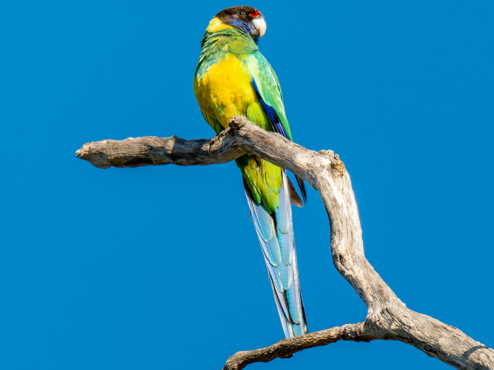 Click image for larger version

Name:	Ringneck-1.jpg
Views:	78
Size:	946.6 KB
ID:	938273