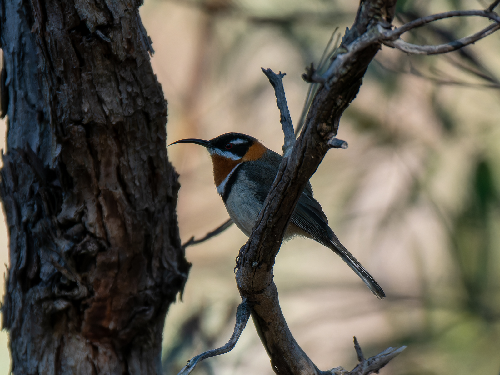 Click image for larger version

Name:	WesternSpinebill-1.jpg
Views:	77
Size:	1,022.3 KB
ID:	938275