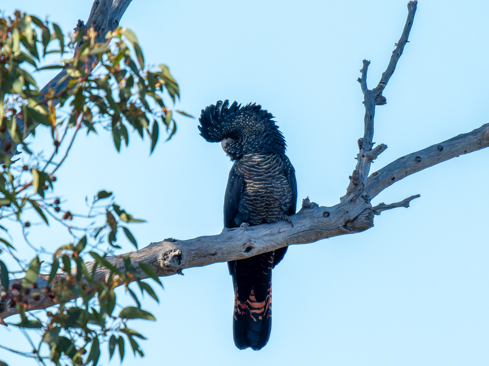 Click image for larger version

Name:	RedTailBlackCockatoo-3.jpg
Views:	78
Size:	1.18 MB
ID:	938276