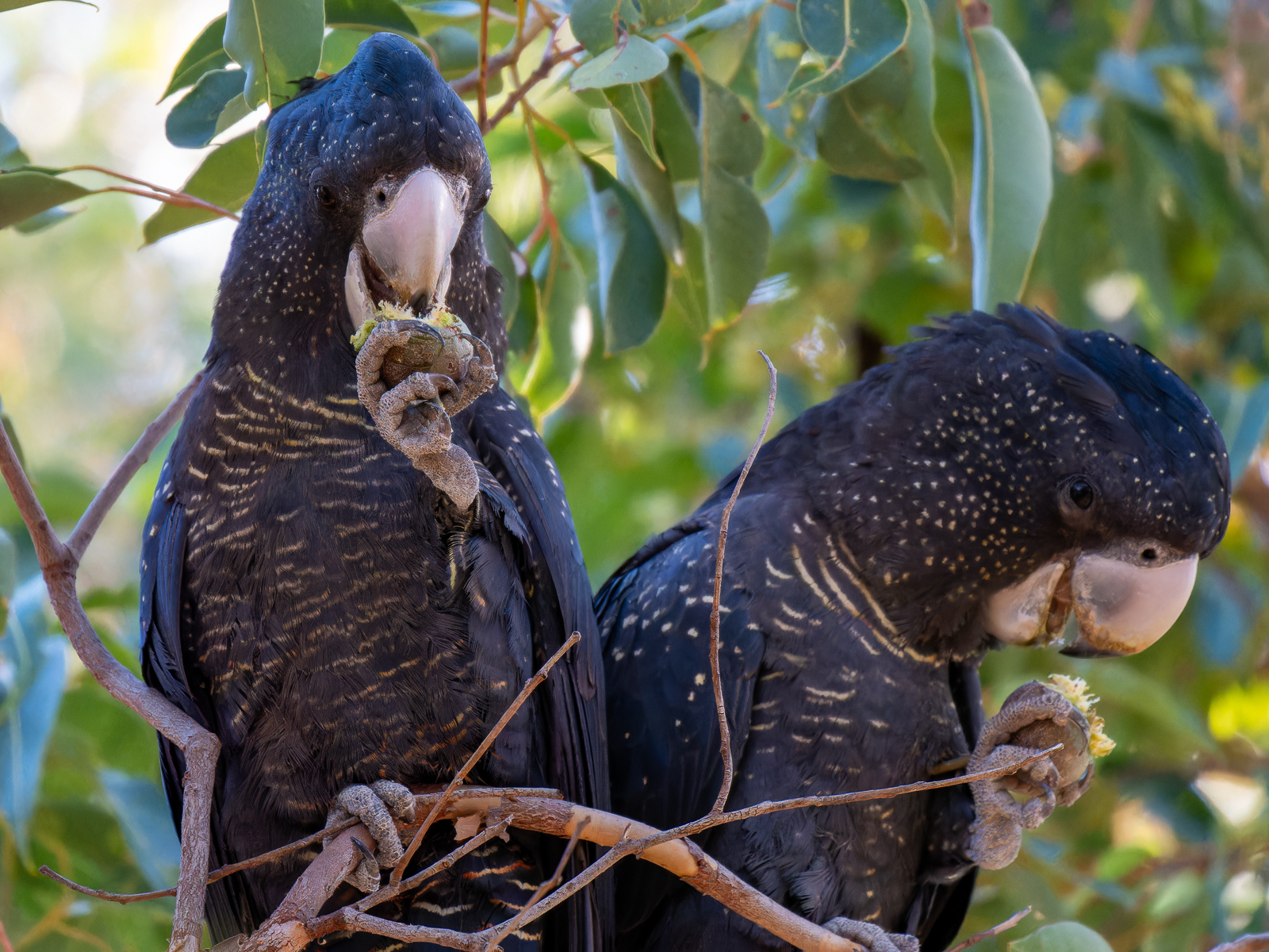 Click image for larger version

Name:	RedTailBlackCockatoo-1.jpg
Views:	78
Size:	1.46 MB
ID:	938277