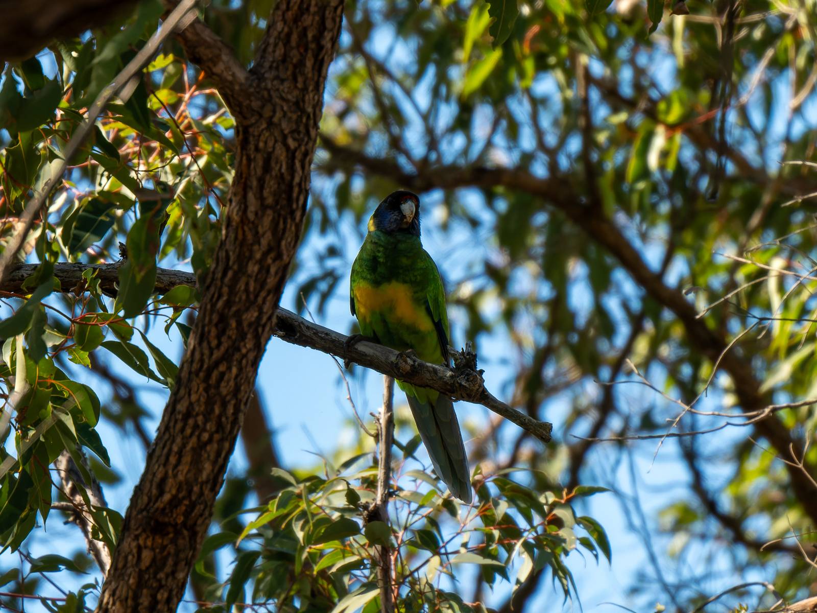 Click image for larger version

Name:	Ringneck-2.jpg
Views:	78
Size:	1.47 MB
ID:	938278