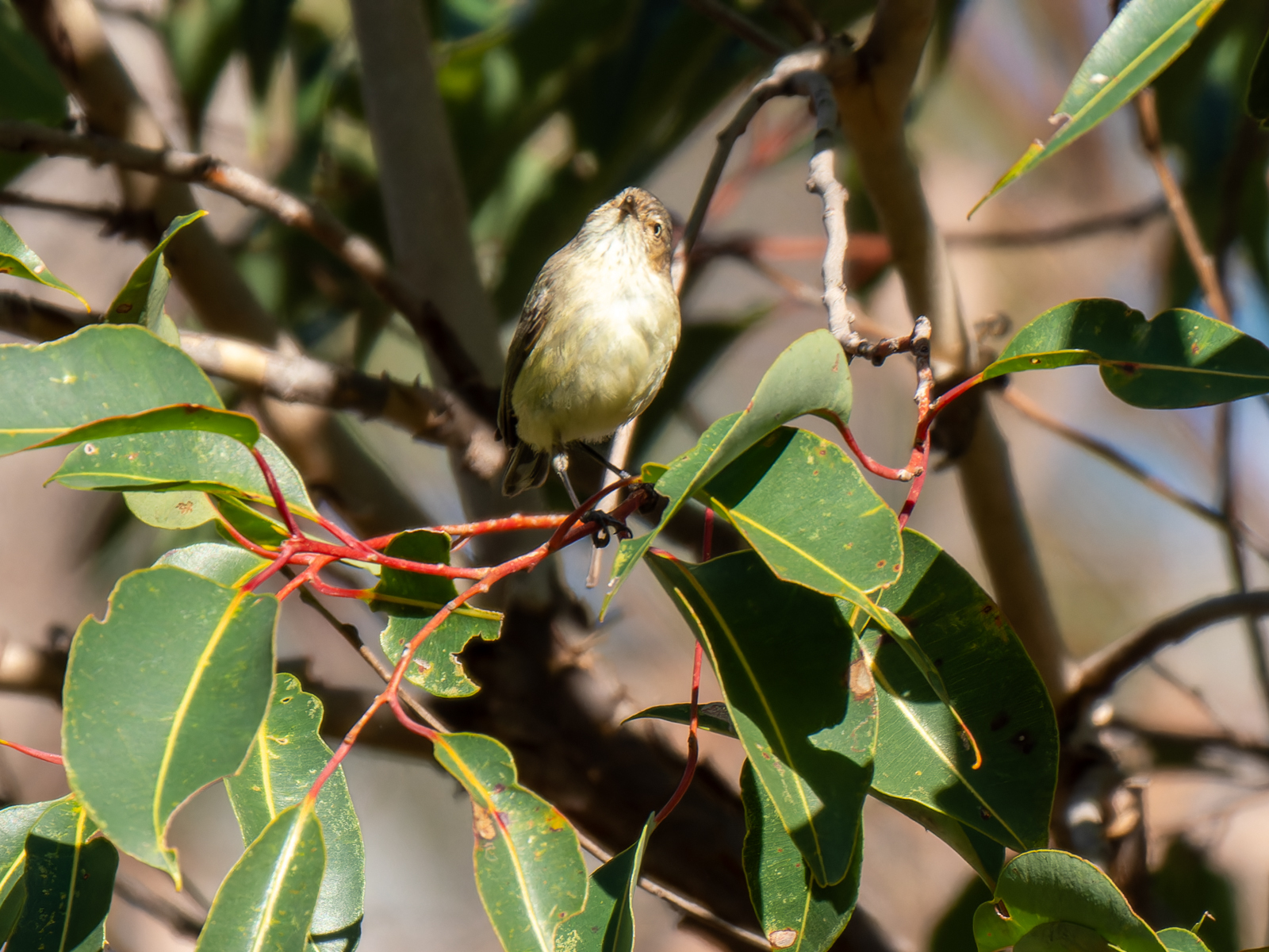 Click image for larger version

Name:	Weebill-2.jpg
Views:	79
Size:	1.17 MB
ID:	938280