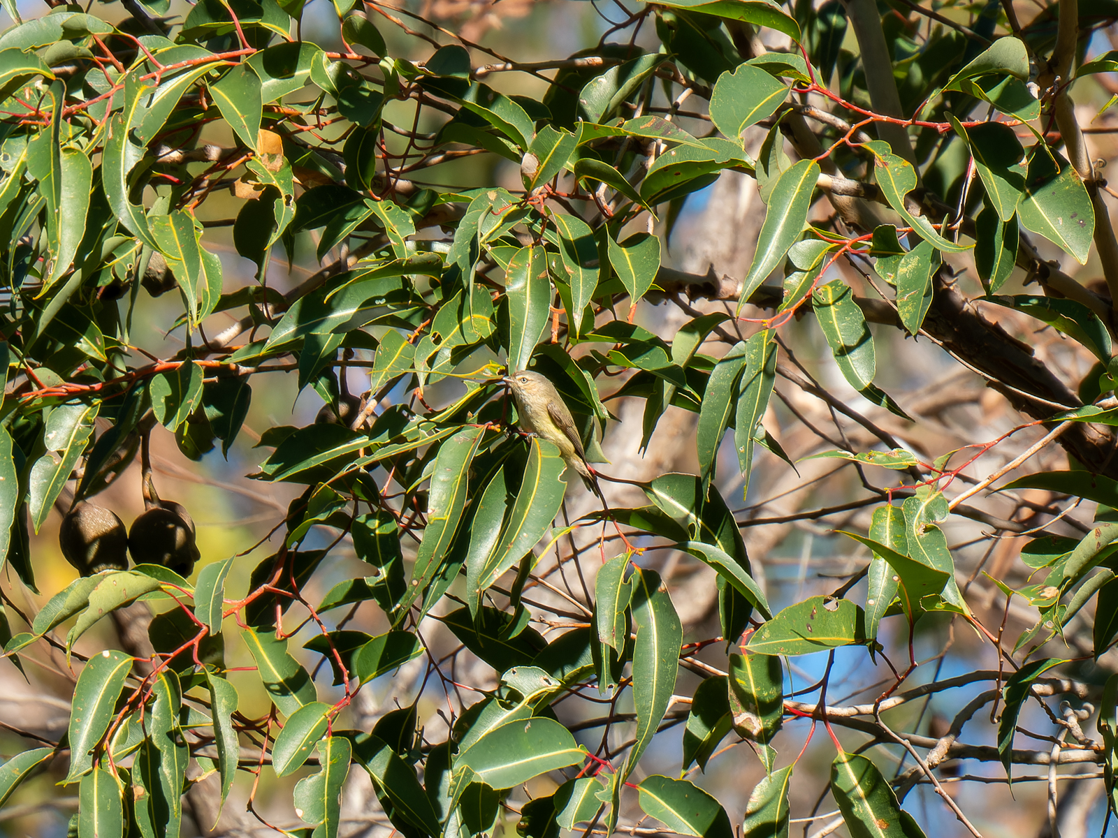 Click image for larger version

Name:	Weebill-1.jpg
Views:	97
Size:	2.14 MB
ID:	938281