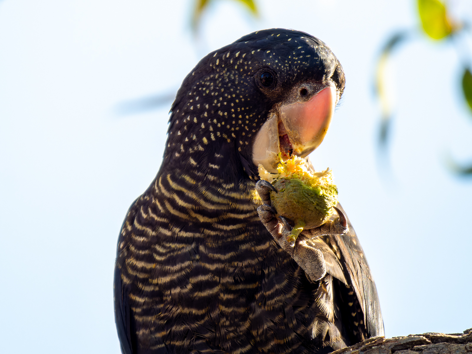 Click image for larger version

Name:	RedTailBlackCockatoo-2.jpg
Views:	81
Size:	1.13 MB
ID:	938282