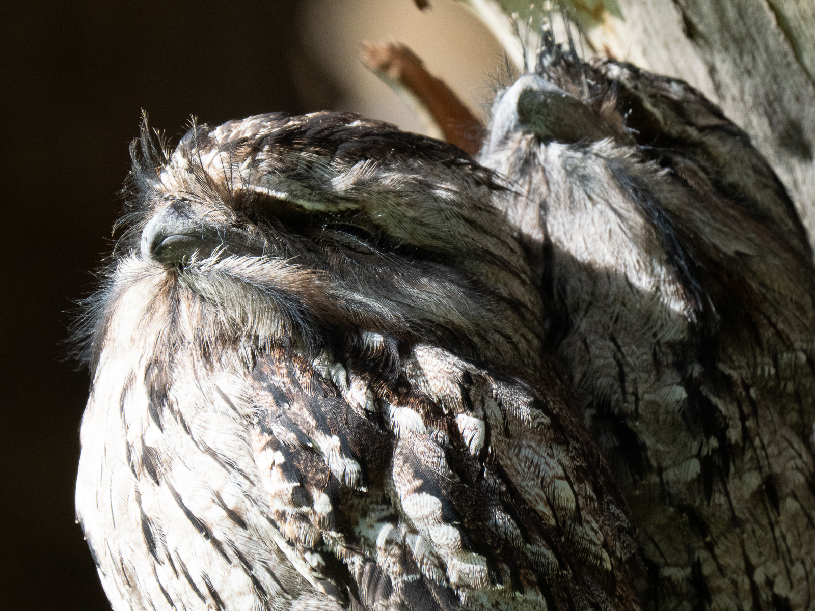 Click image for larger version

Name:	TF1-1.jpg
Views:	144
Size:	1.63 MB
ID:	940089