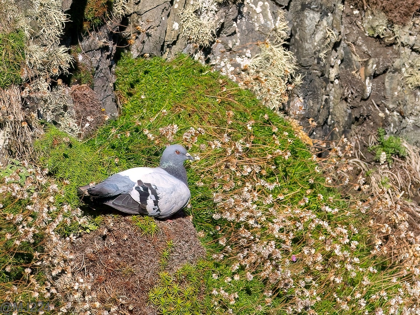 Click image for larger version  Name:	P9041879-ORF_DxO_DeepPRIME-Edit (Large).jpg Views:	0 Size:	942.2 KB ID:	942322