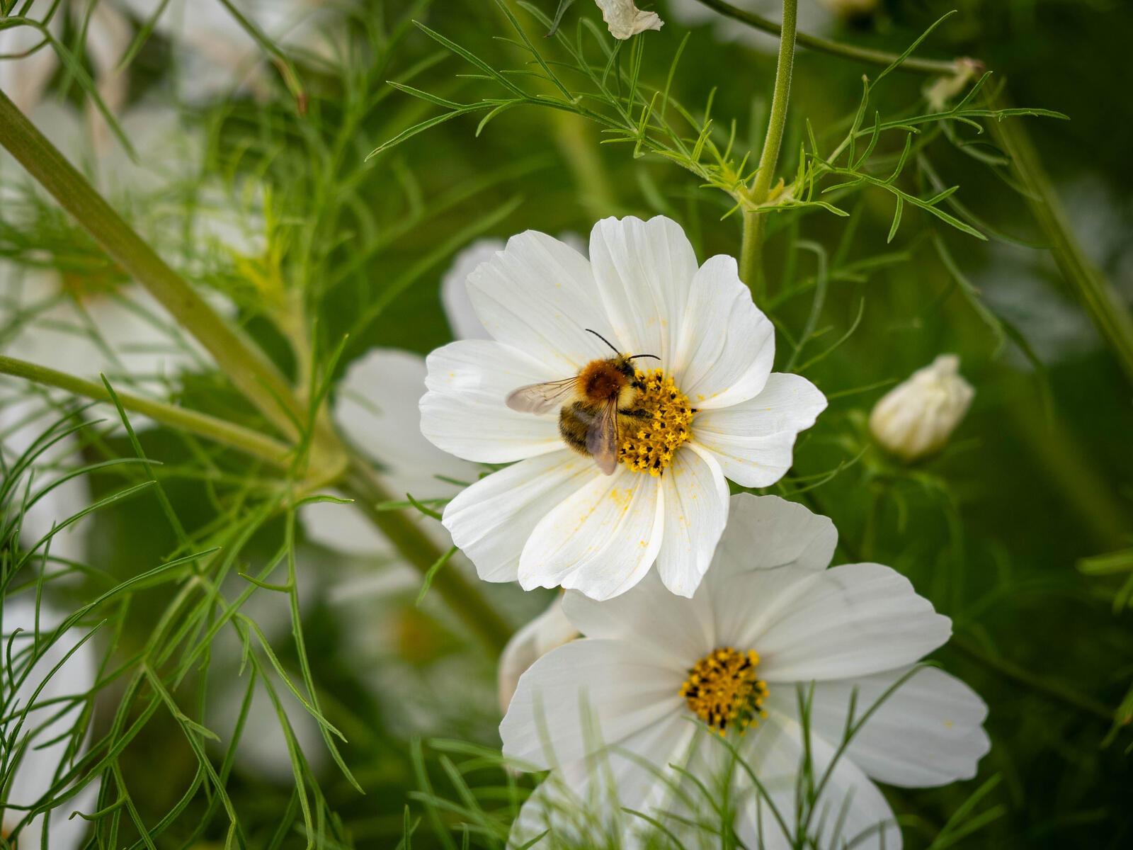 Click image for larger version

Name:	Bee.jpg
Views:	541
Size:	259.9 KB
ID:	943151