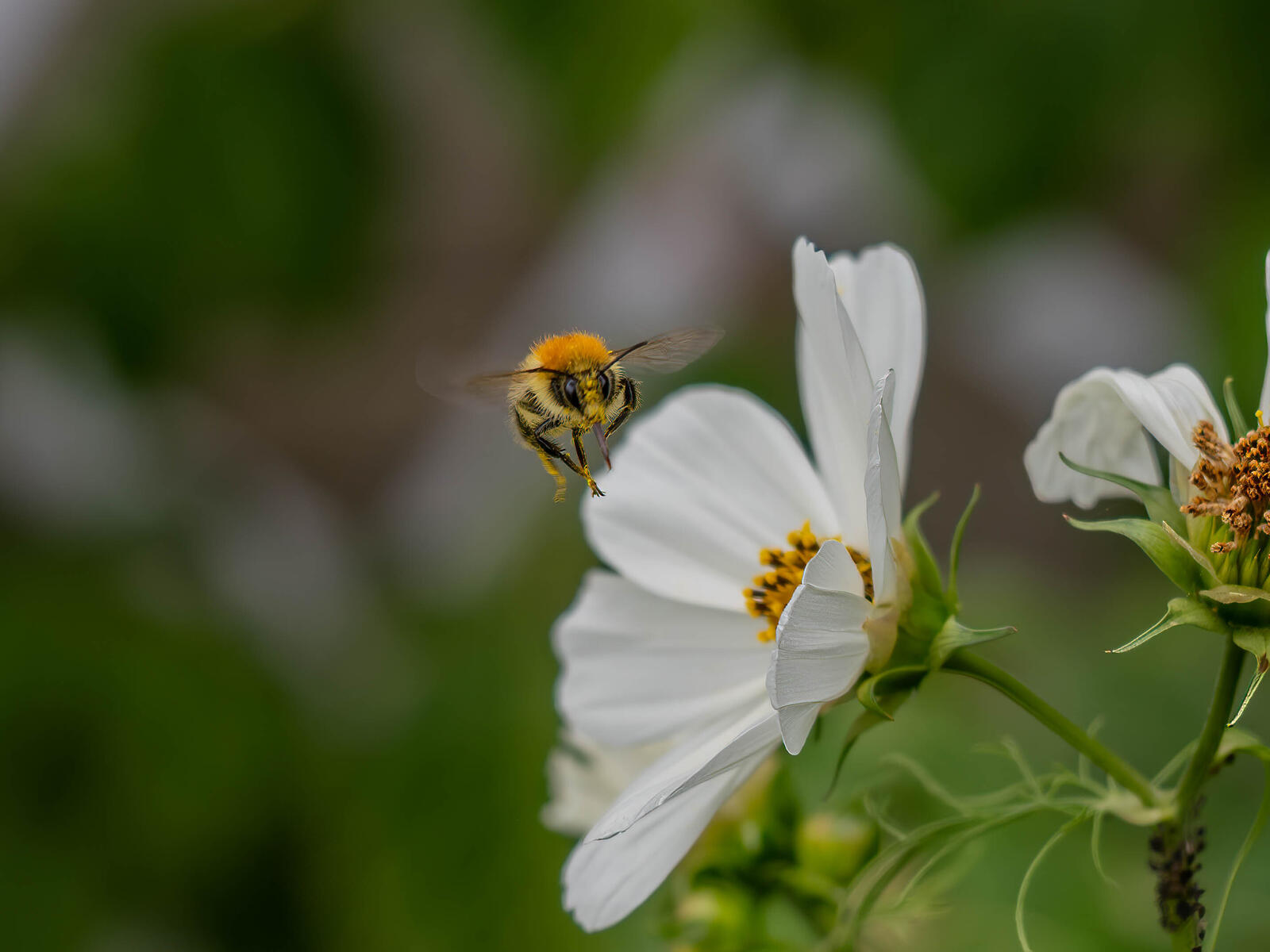 Click image for larger version

Name:	day  239 Flying bee.jpg
Views:	68
Size:	141.8 KB
ID:	943152