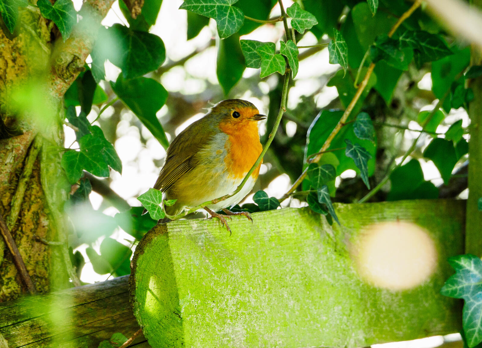 Click image for larger version

Name:	P9250011.jpg
Views:	551
Size:	360.5 KB
ID:	944571