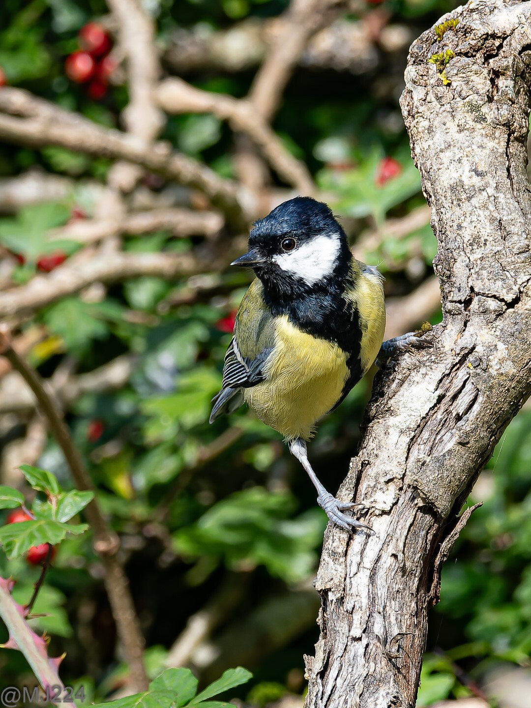 Click image for larger version

Name:	P9263848-ORF_DxO_DeepPRIME (Large).jpg
Views:	523
Size:	499.1 KB
ID:	944714