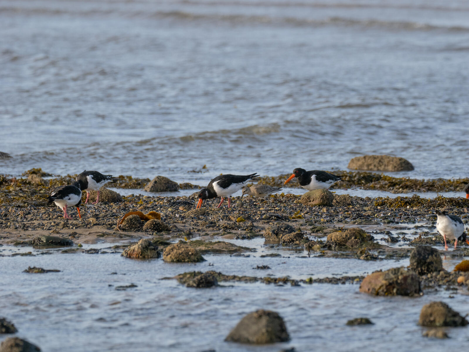 Click image for larger version  Name:	OM108261.jpg Views:	4 Size:	314.0 KB ID:	944883