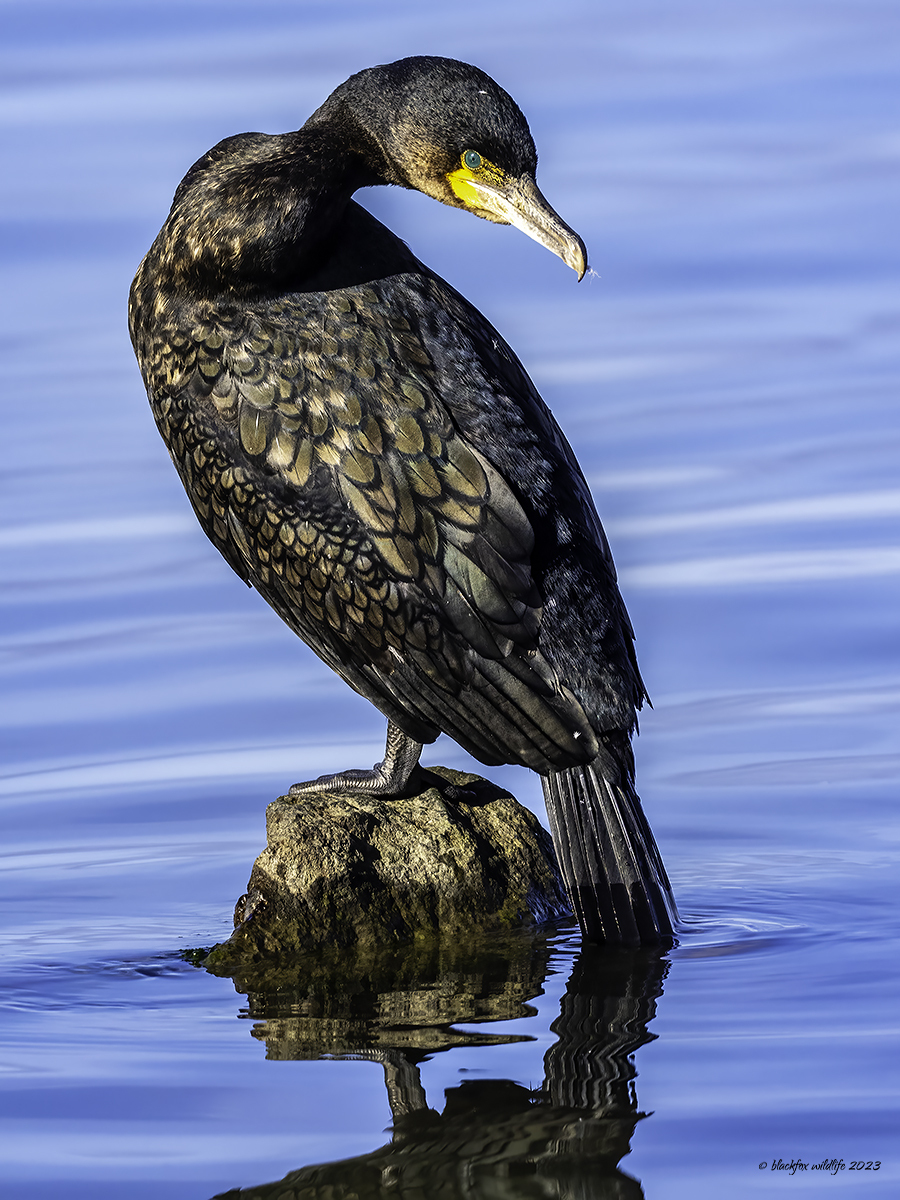 Click image for larger version

Name:	this my best side ?.jpg
Views:	415
Size:	776.7 KB
ID:	946840