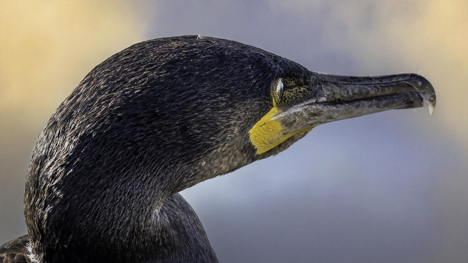 Click image for larger version

Name:	getting a'head .jpg
Views:	376
Size:	240.0 KB
ID:	947123