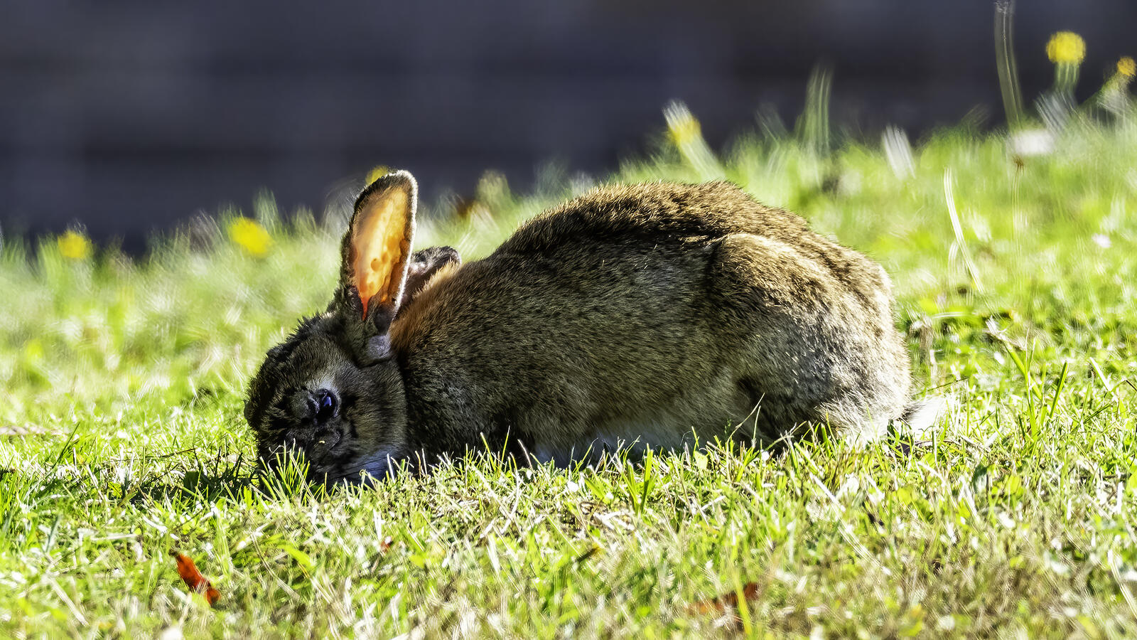 Click image for larger version

Name:	munchkin.jpg
Views:	366
Size:	395.8 KB
ID:	947246