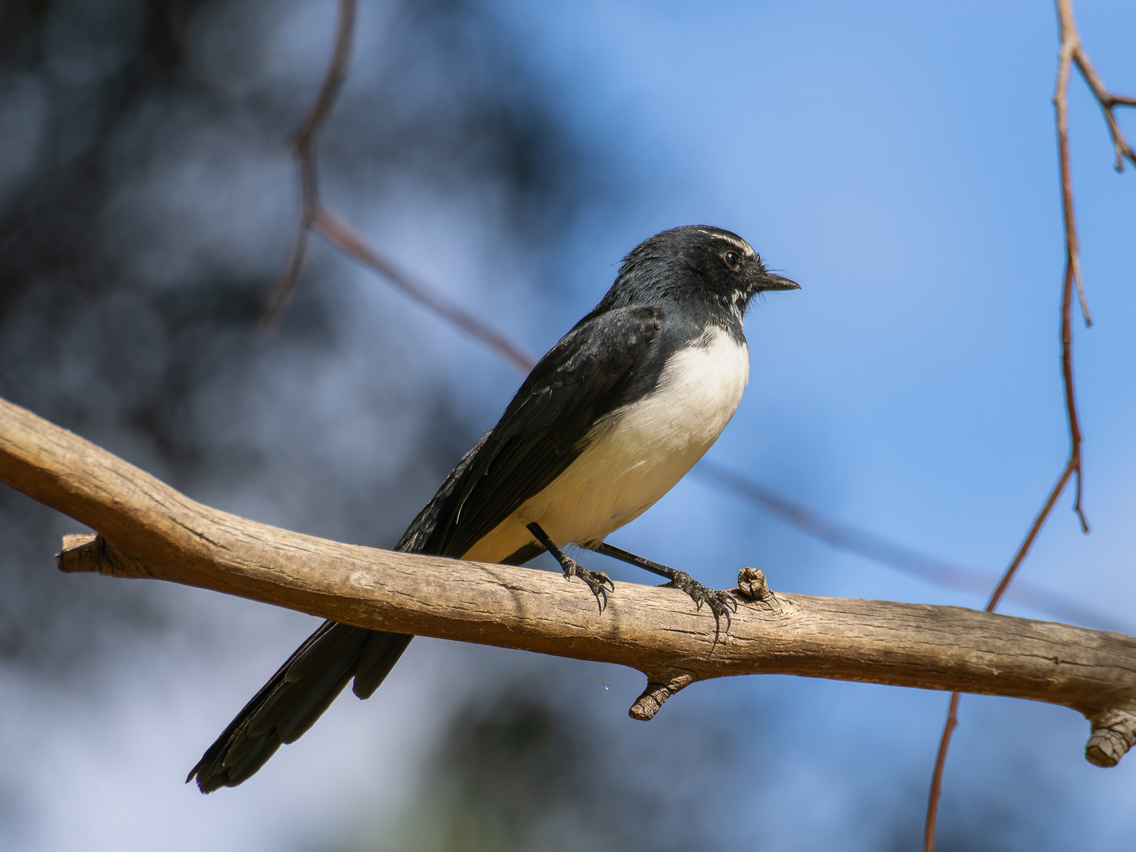 Click image for larger version

Name:	willy-1.jpg
Views:	116
Size:	905.8 KB
ID:	947869