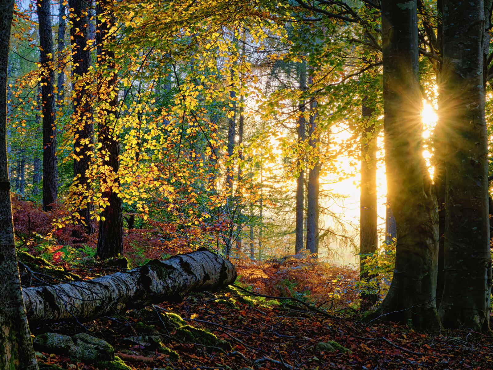 Click image for larger version

Name:	20231031_194_Nik.jpg
Views:	78
Size:	739.7 KB
ID:	948904