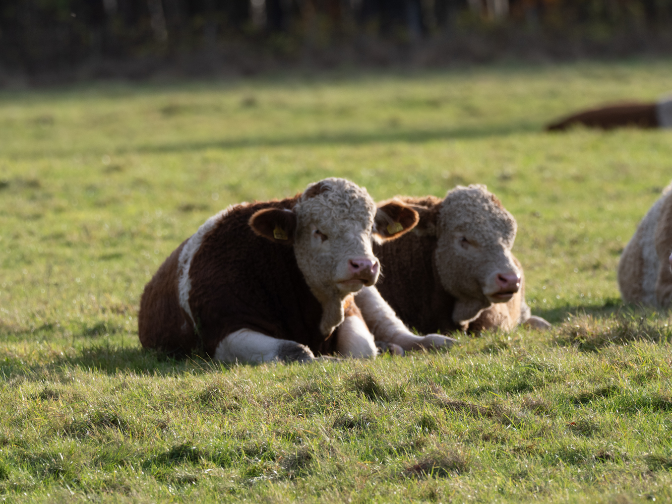 Click image for larger version  Name:	OM301156.jpg Views:	0 Size:	1.11 MB ID:	950883