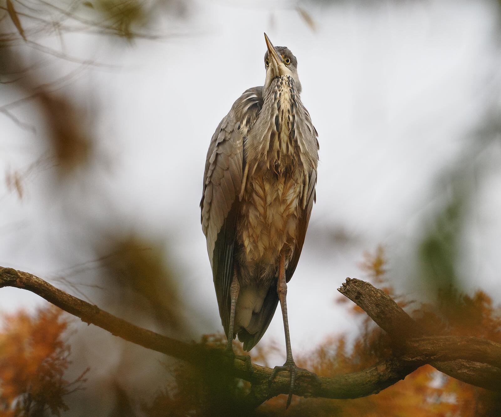 Click image for larger version

Name:	Heron spire ex PB260551 (2).jpg
Views:	318
Size:	198.1 KB
ID:	952444