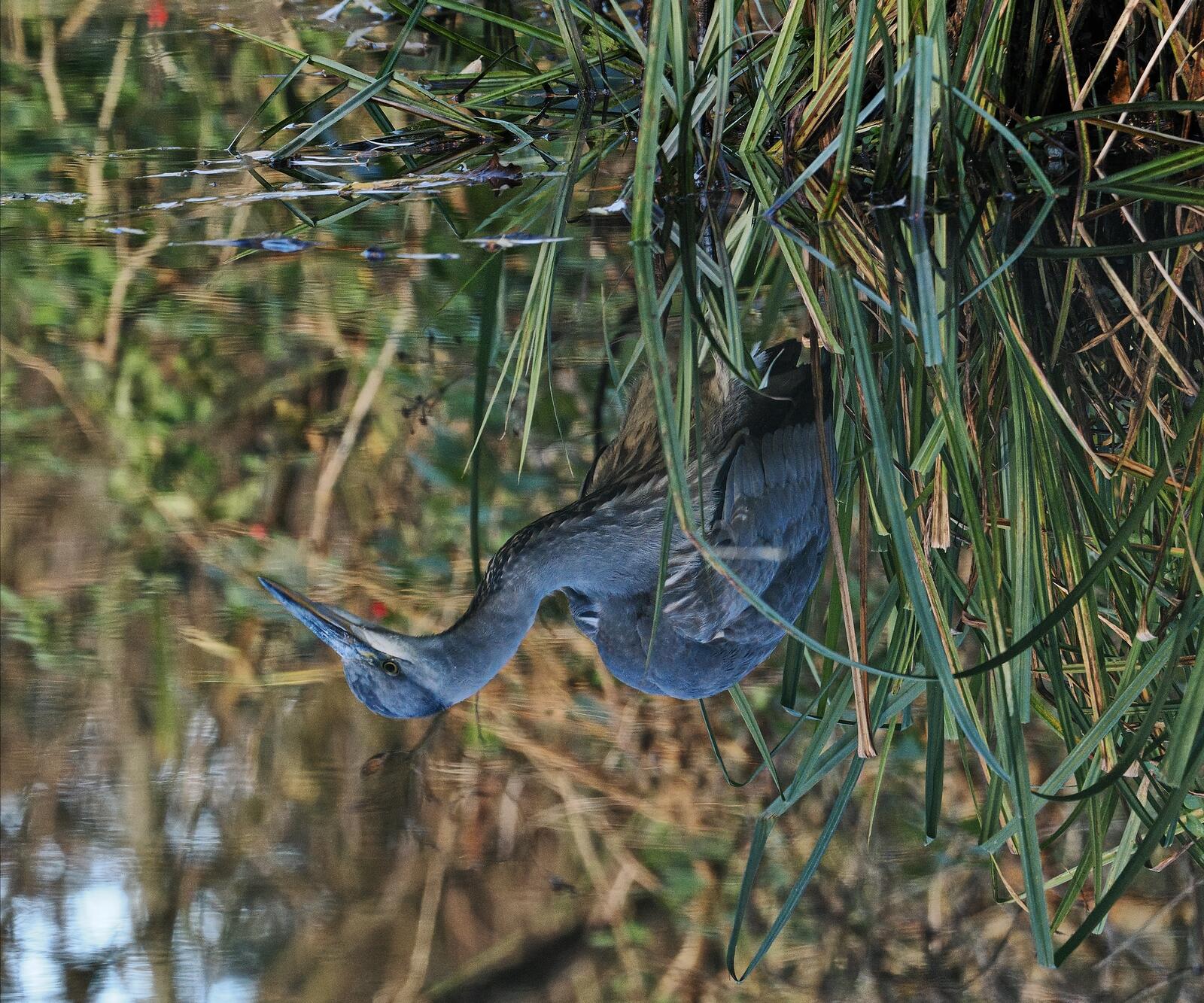 Click image for larger version

Name:	Heron reflection ex PB291060 (3).jpg
Views:	57
Size:	467.9 KB
ID:	952445