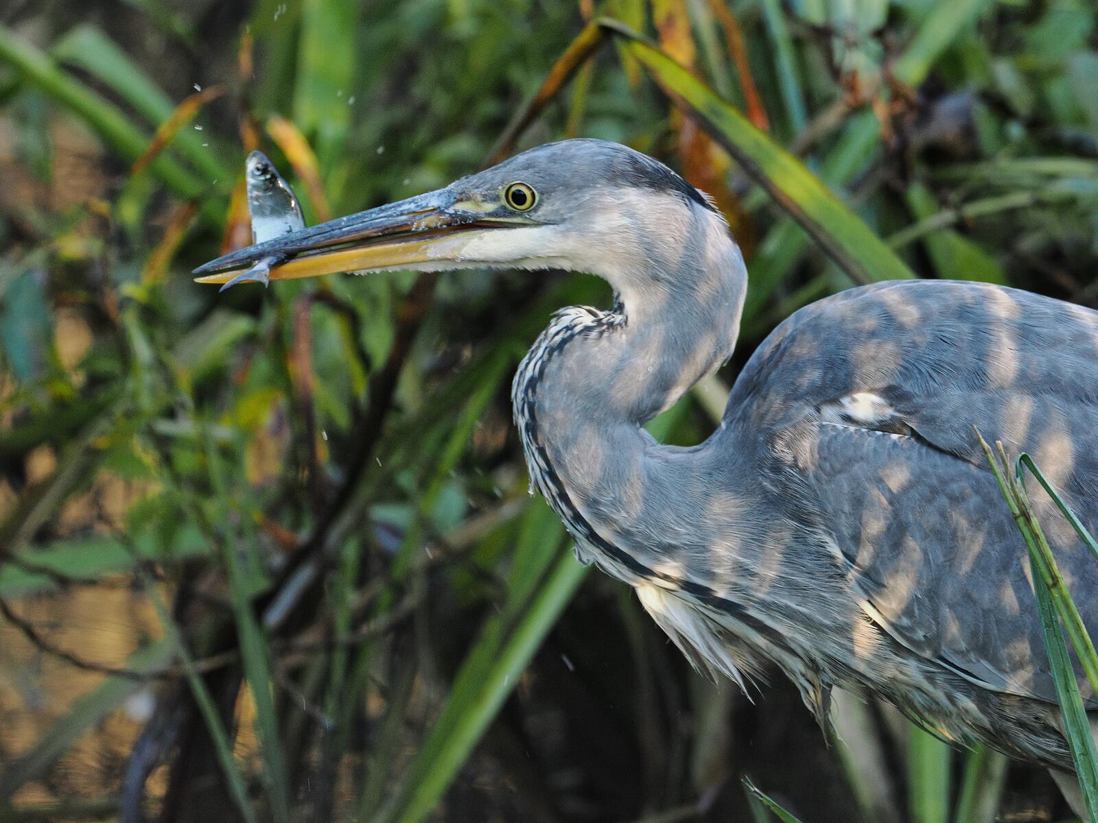 Click image for larger version

Name:	Heron with fish ex PB280354.jpg
Views:	80
Size:	288.8 KB
ID:	952446