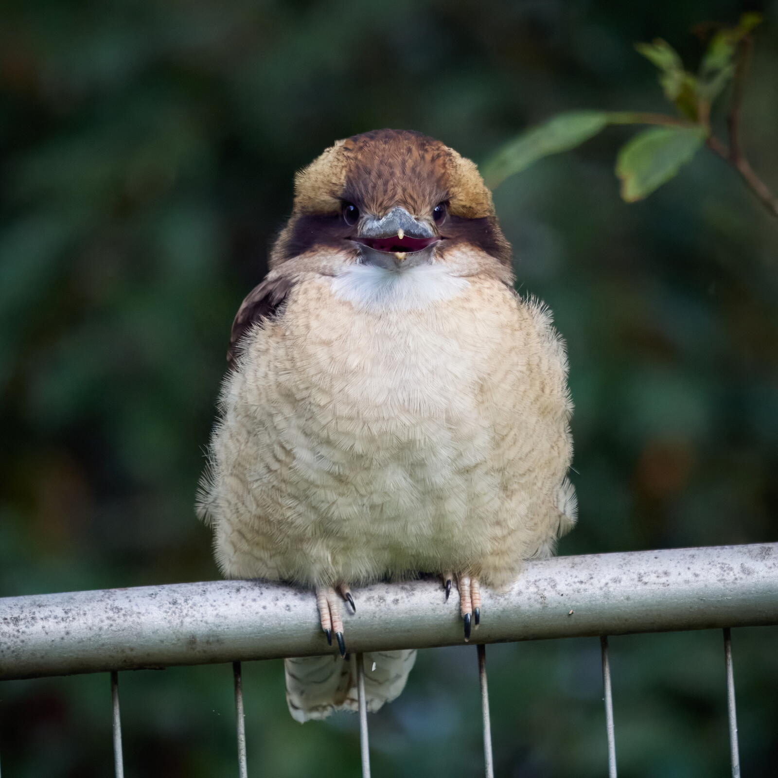 Click image for larger version  Name:	JC089047-topaz-denoiseraw(CO22)-adj-cr-ms.jpg Views:	0 Size:	196.5 KB ID:	953346