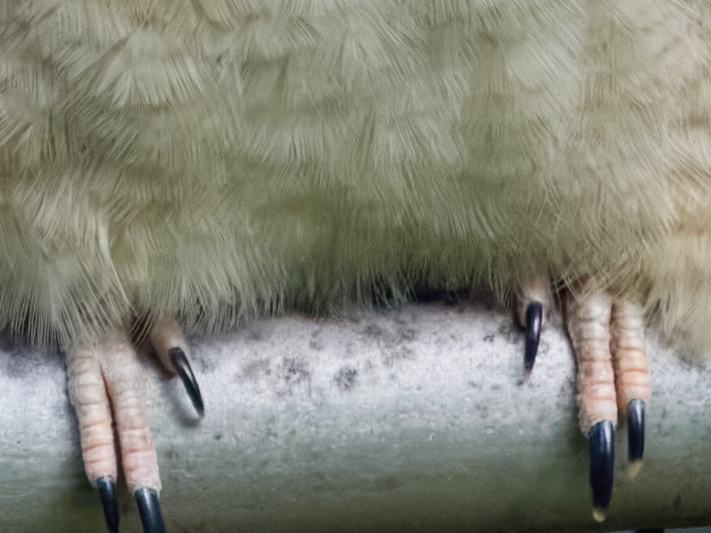 Click image for larger version  Name:	JC089042-topaz-denoiseraw(CO22)-adj-scr.jpg Views:	0 Size:	370.5 KB ID:	953456