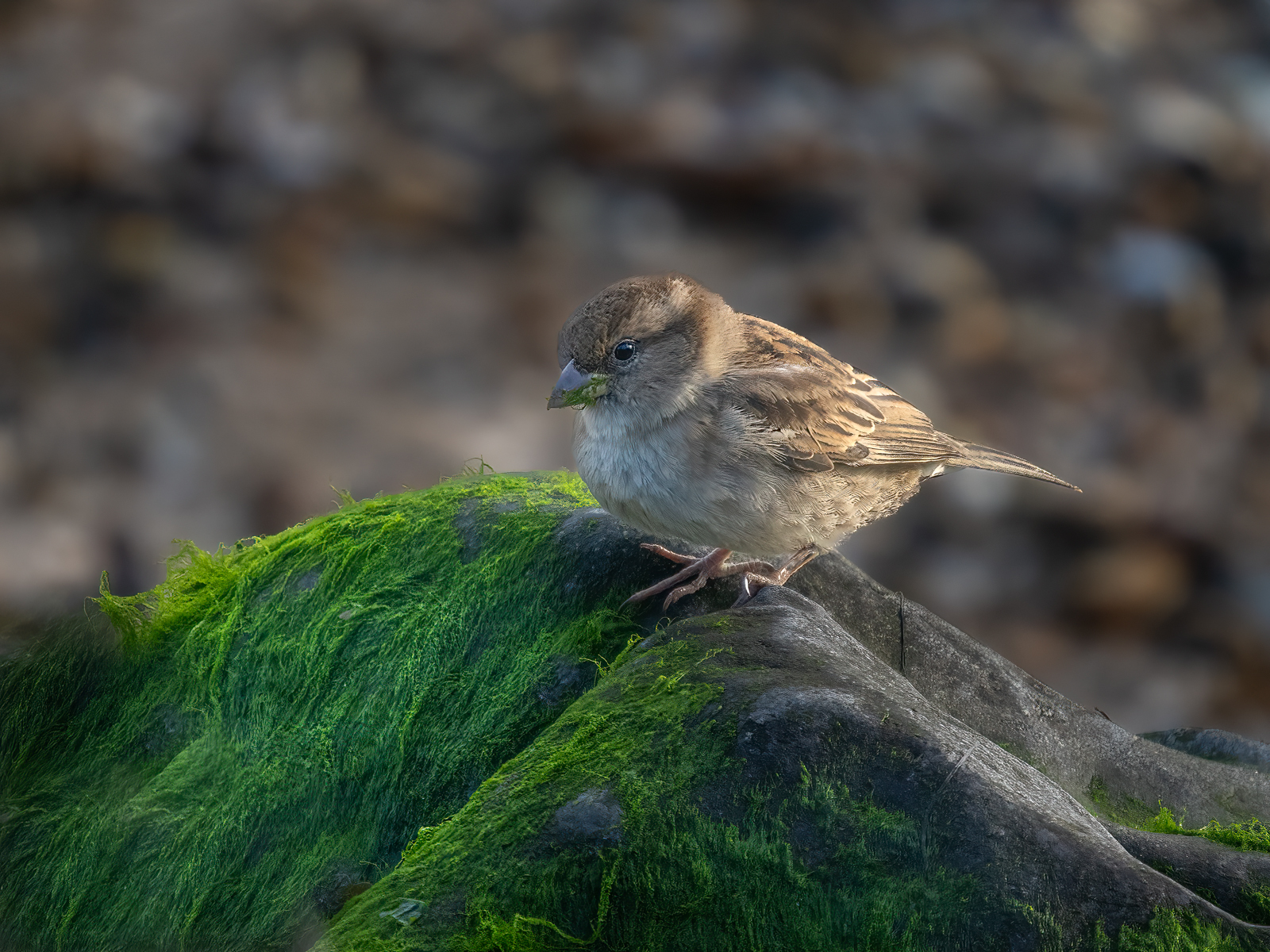 Click image for larger version

Name:	ID.jpg
Views:	479
Size:	1.54 MB
ID:	954485