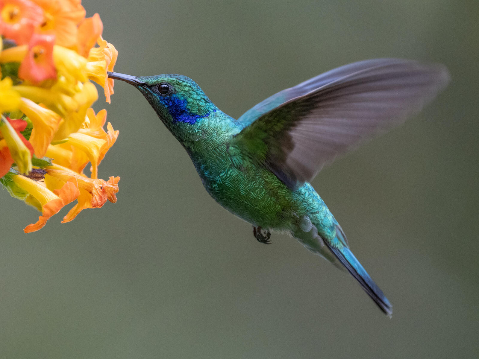 Click image for larger version  Name:	OM301425-2.jpg Views:	0 Size:	240.0 KB ID:	954657