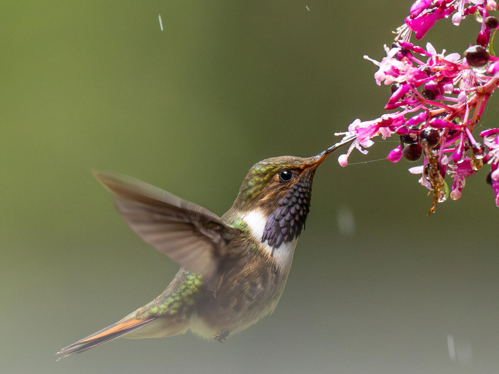 Click image for larger version  Name:	OM309305-Enhanced-NR.jpg Views:	0 Size:	275.1 KB ID:	954658