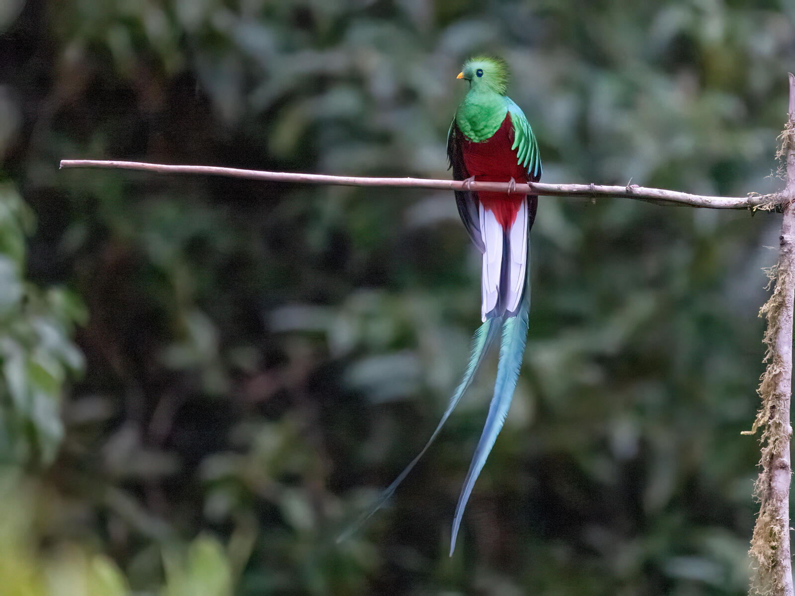 Click image for larger version  Name:	OM308694.jpg Views:	0 Size:	222.4 KB ID:	954659