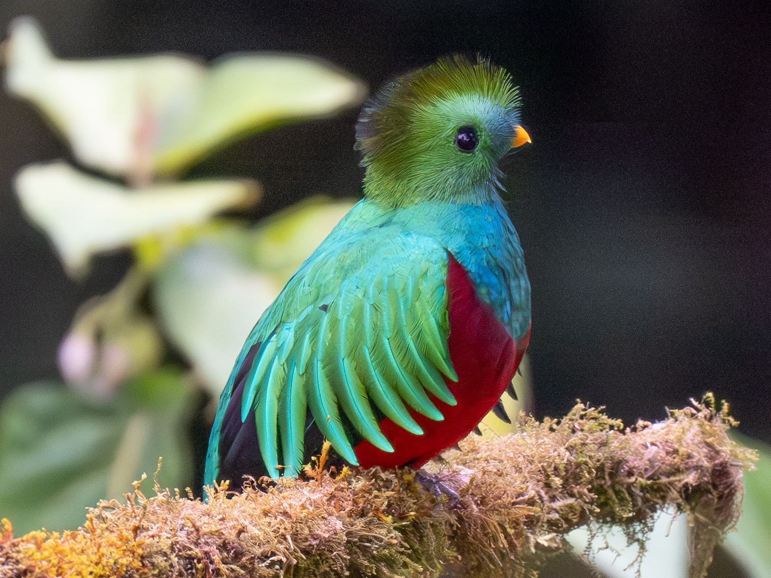 Click image for larger version  Name:	OM308787-Enhanced-NR.jpg Views:	0 Size:	1.74 MB ID:	954660