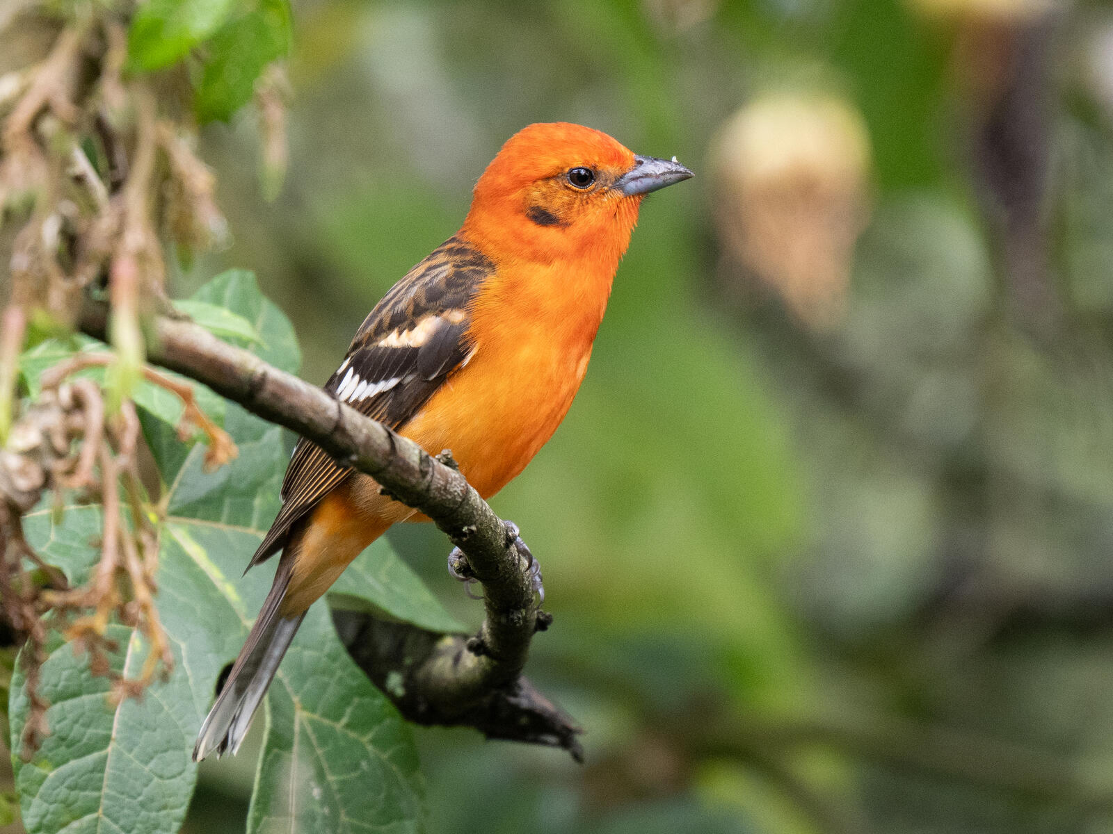 Click image for larger version  Name:	OM309989.jpg Views:	0 Size:	291.9 KB ID:	954661