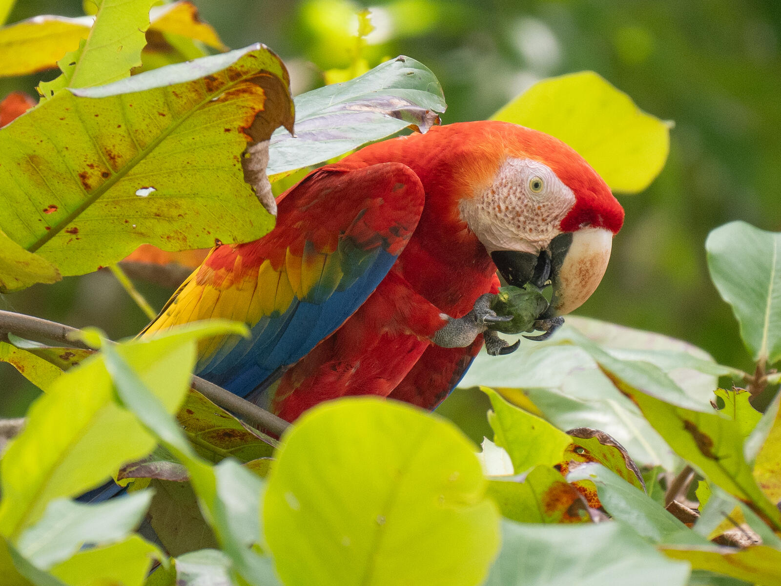 Click image for larger version  Name:	OM306293-2.jpg Views:	0 Size:	341.7 KB ID:	954663