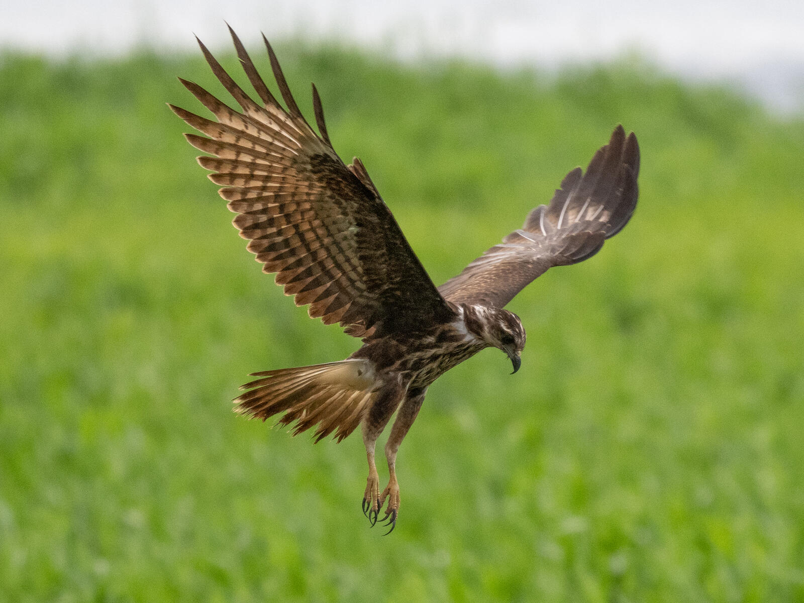 Click image for larger version  Name:	OM307840.jpg Views:	0 Size:	278.2 KB ID:	954664