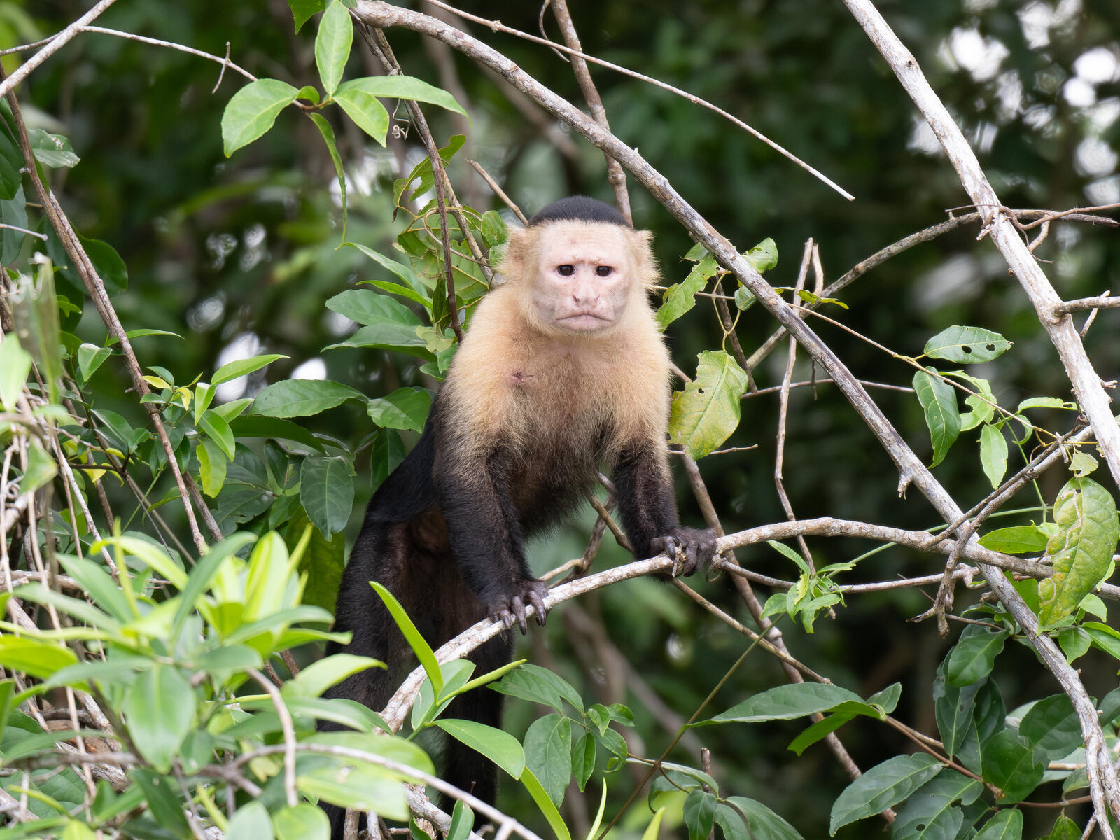 Click image for larger version  Name:	OM303947-Enhanced-NR.jpg Views:	0 Size:	418.9 KB ID:	954666