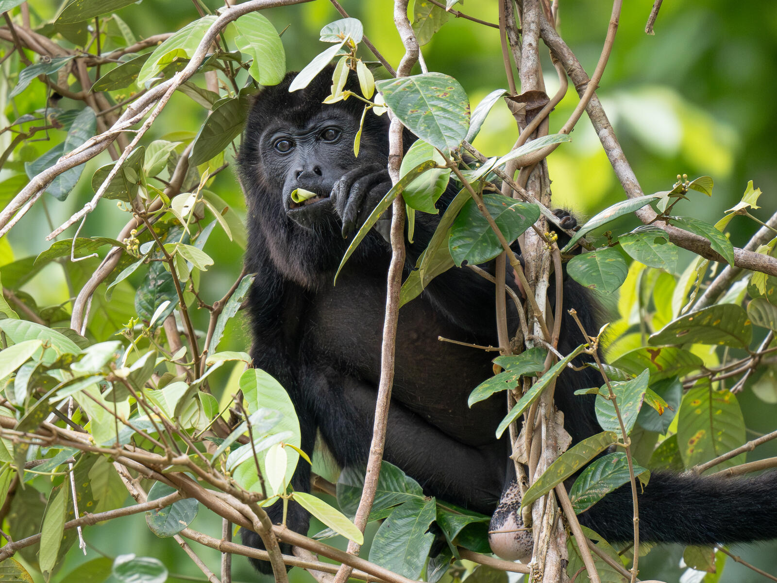 Click image for larger version  Name:	OM304237-Enhanced-NR.jpg Views:	0 Size:	461.9 KB ID:	954667