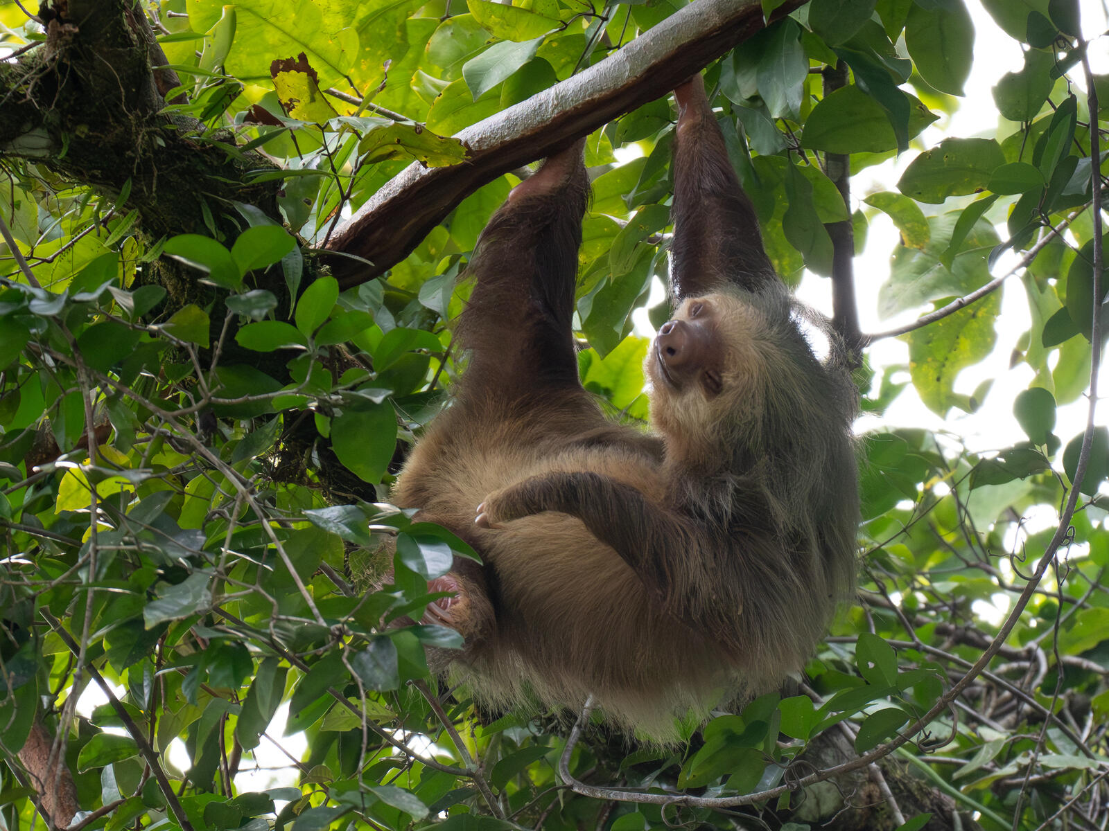 Click image for larger version  Name:	OM304535-Enhanced-NR.jpg Views:	0 Size:	433.9 KB ID:	954668