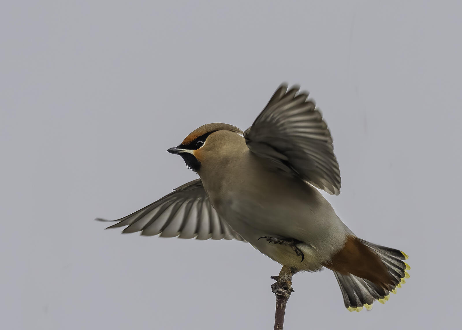 Click image for larger version

Name:	top bird .jpg
Views:	370
Size:	95.0 KB
ID:	954756