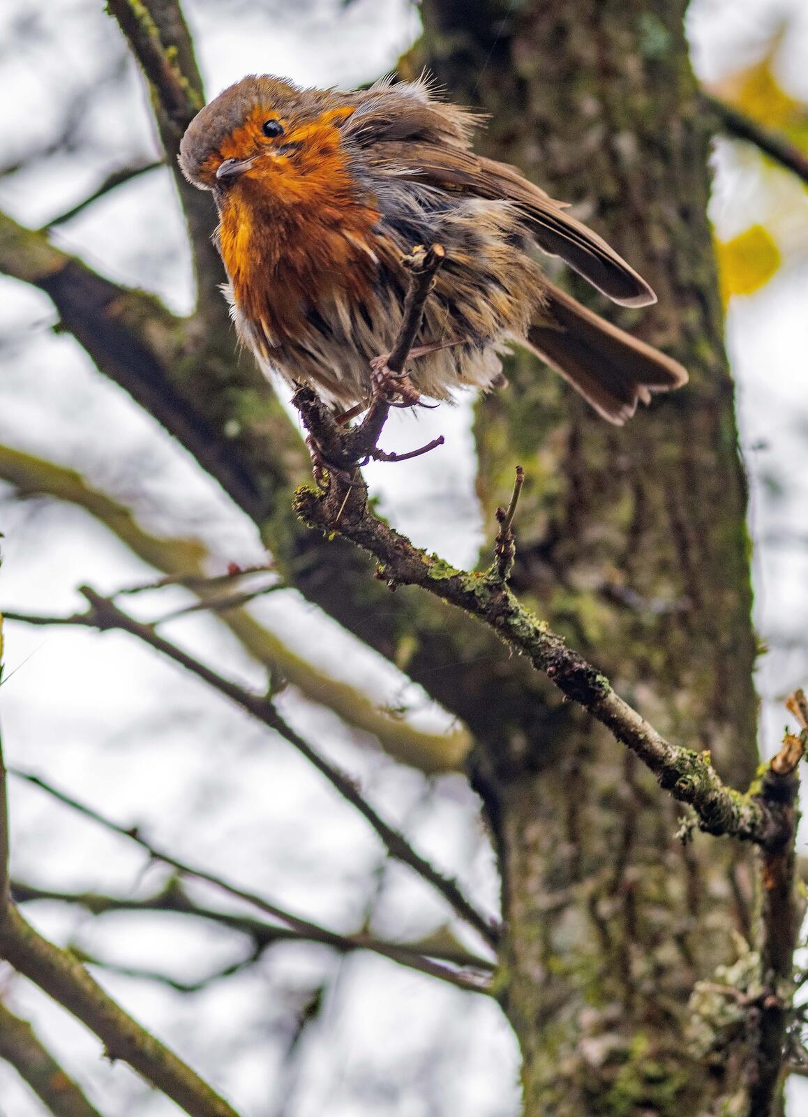 Click image for larger version

Name:	Christmas Scruffy Robin.jpg
Views:	275
Size:	266.1 KB
ID:	954940