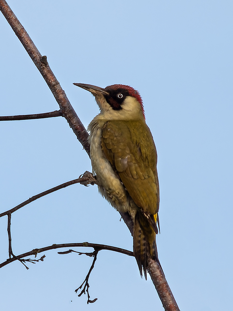 Green Woodpecker - Olympus UK E-System User Group