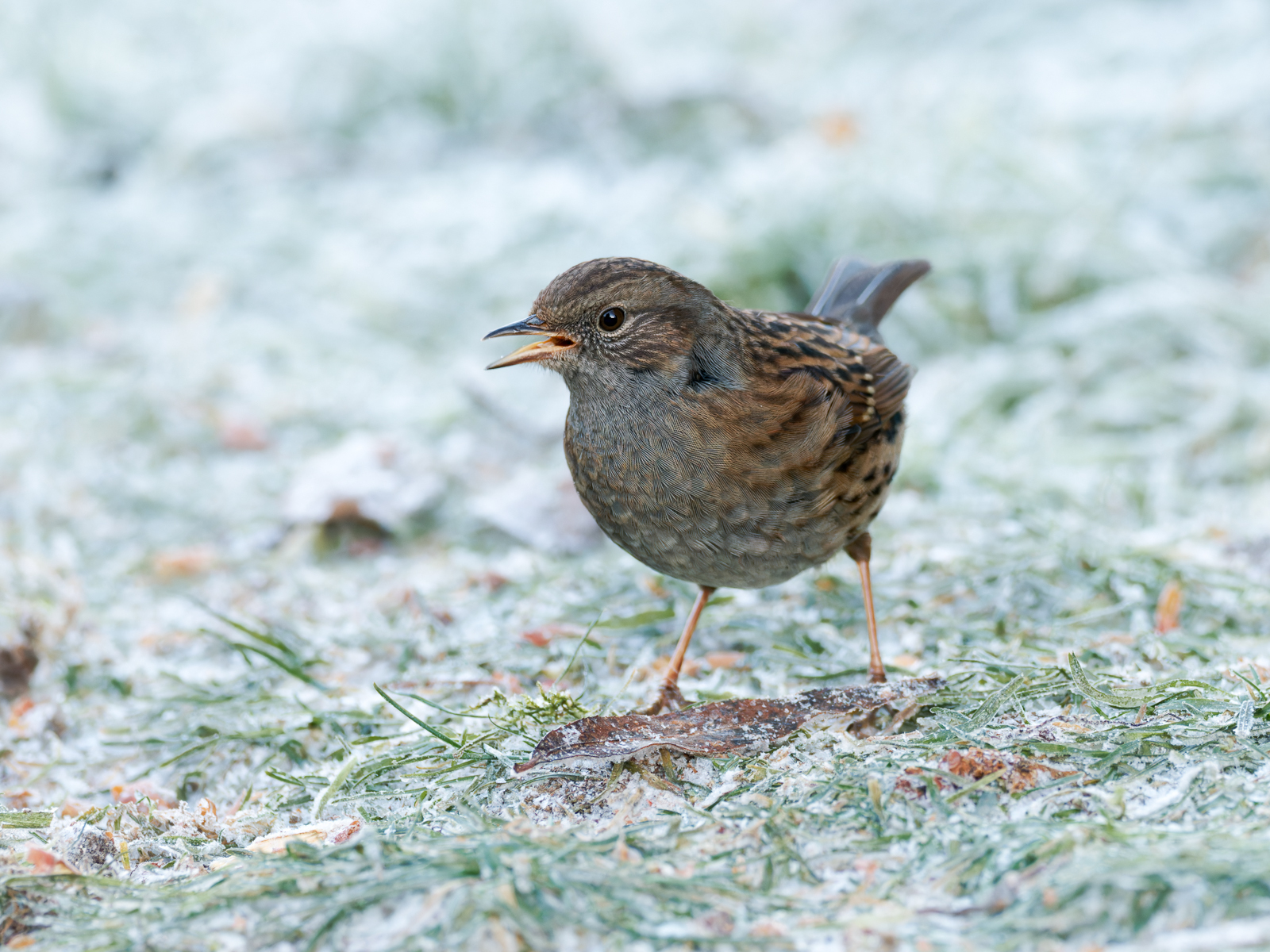 Click image for larger version

Name:	Frosty Dunnock.jpg
Views:	251
Size:	1.15 MB
ID:	955622