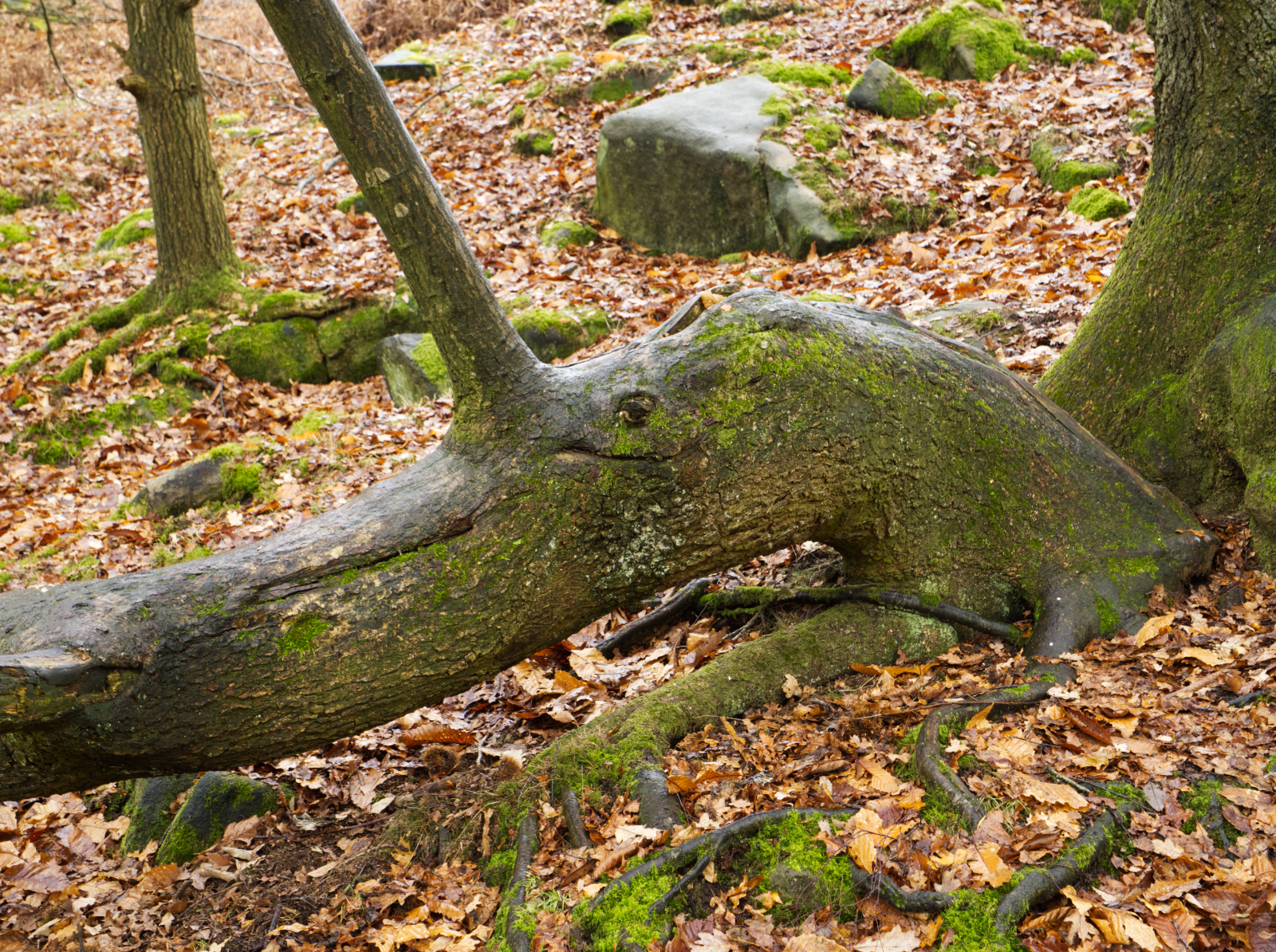 Click image for larger version

Name:	If you go down to the woods....jpg
Views:	255
Size:	3.15 MB
ID:	955670