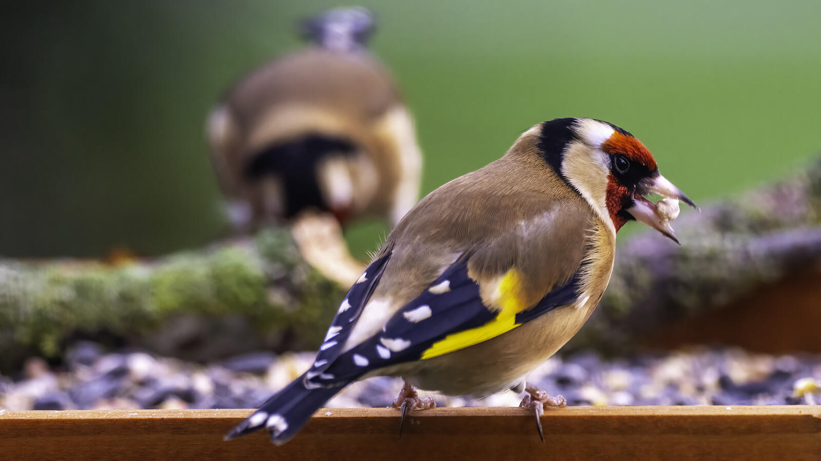 Click image for larger version

Name:	the new bird table .jpg
Views:	733
Size:	147.4 KB
ID:	956890