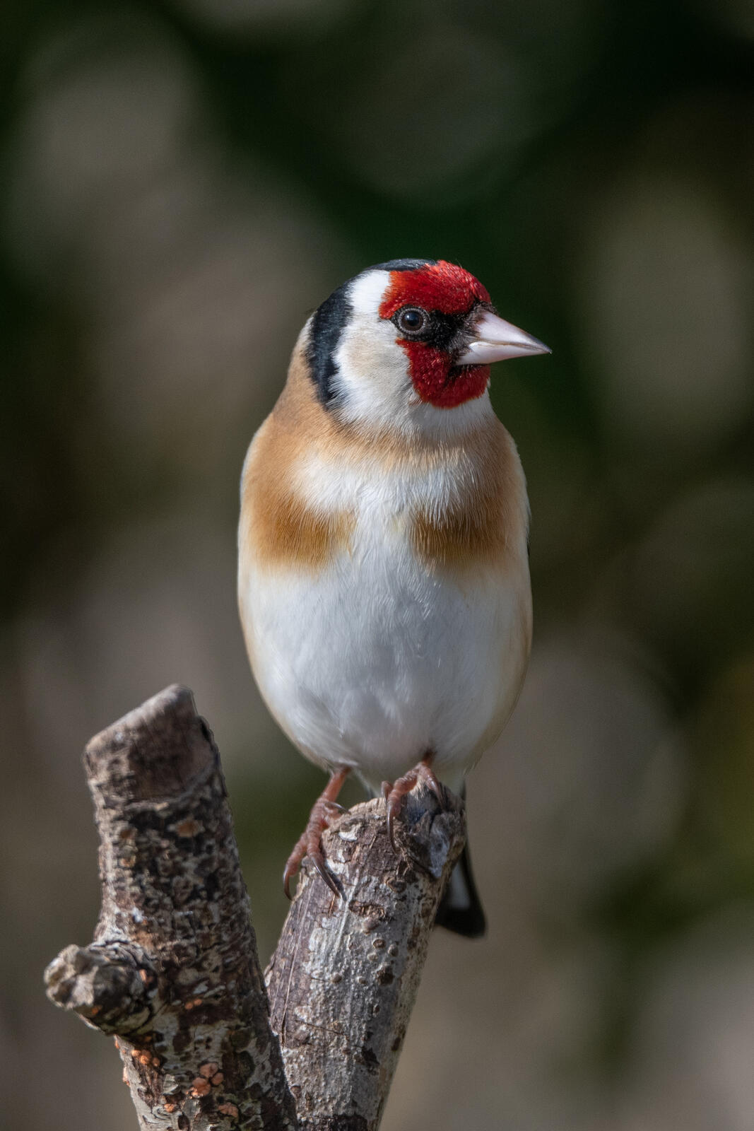 Click image for larger version

Name:	G50_1739.jpg
Views:	53
Size:	180.1 KB
ID:	957003