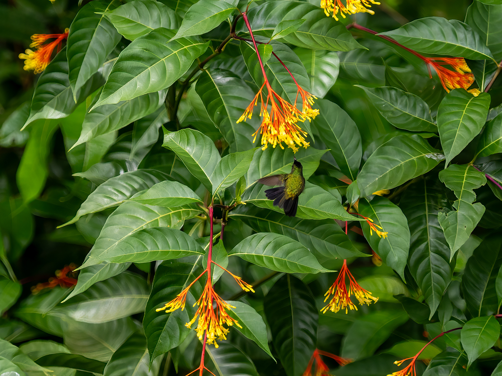 Click image for larger version

Name:	Humming bird-4.jpg
Views:	96
Size:	1.80 MB
ID:	957736