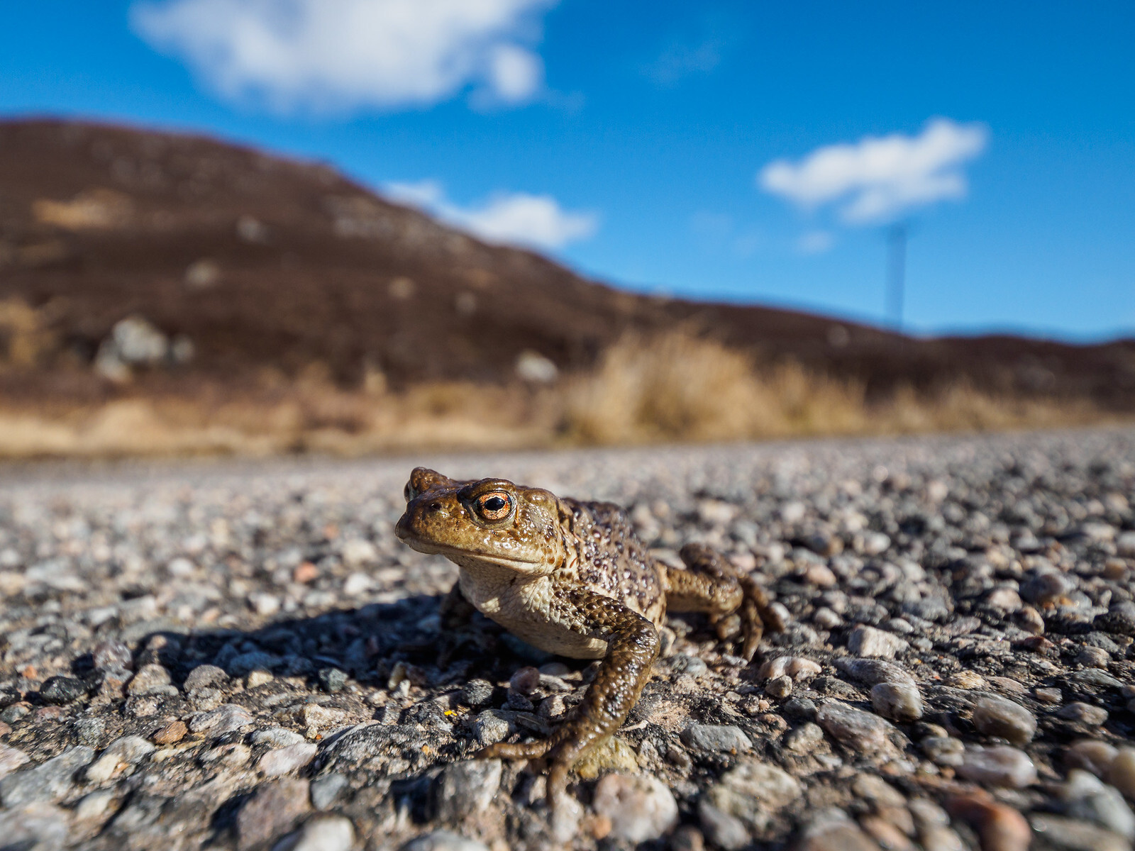 Click image for larger version  Name:	Toad in the Road.jpg Views:	120 Size:	469.3 KB ID:	958237